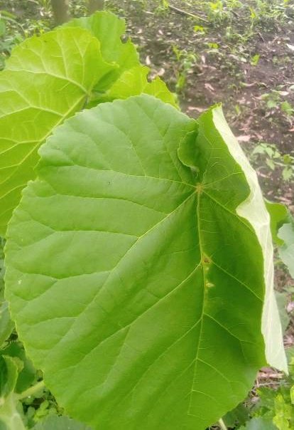 seedling
