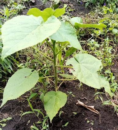 seedling