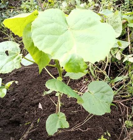 seedling
