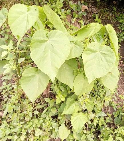 seedling