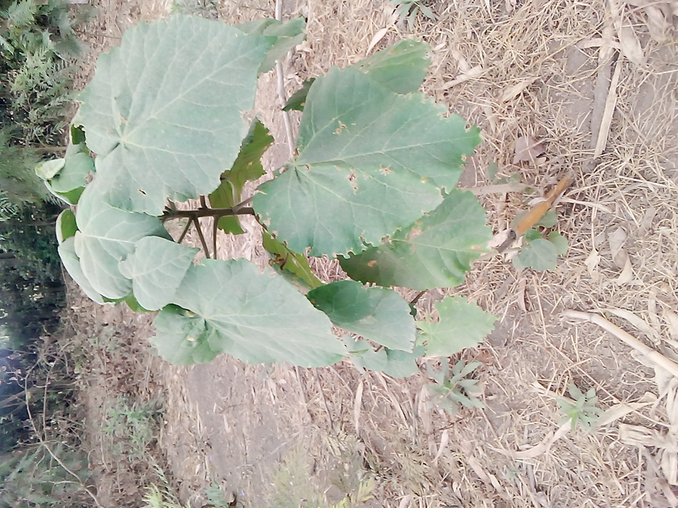 seedling