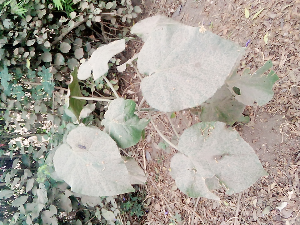seedling
