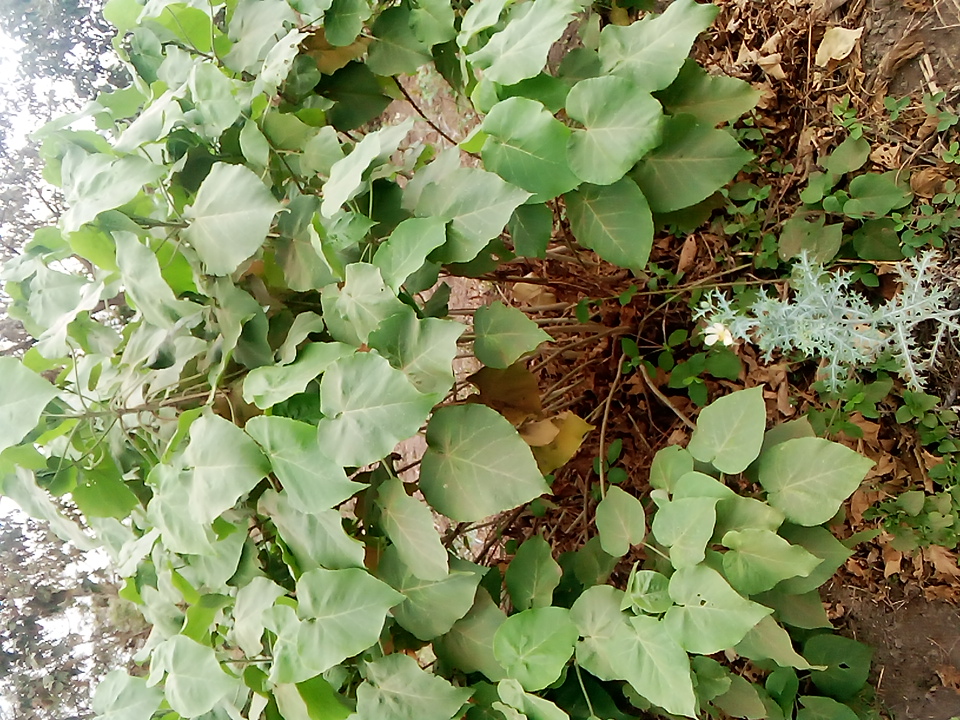 seedling