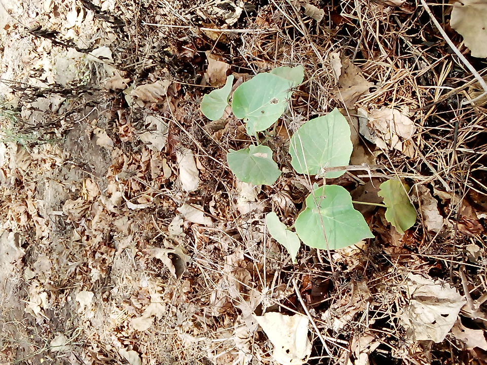 seedling