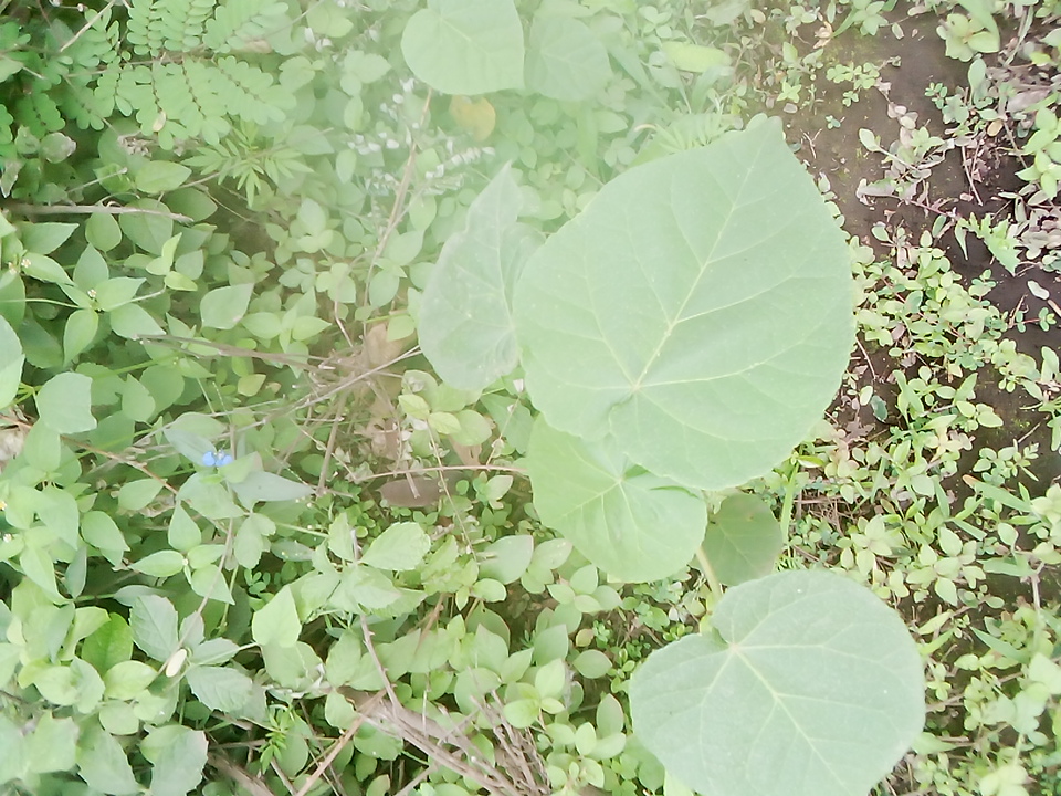 seedling