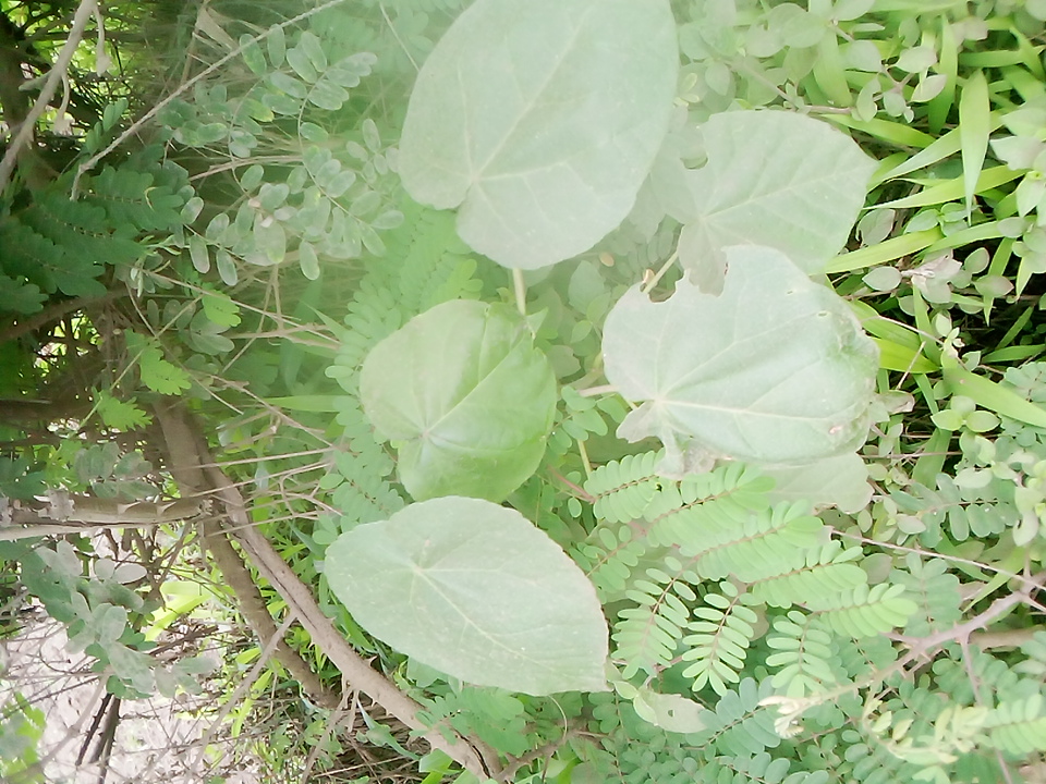 seedling