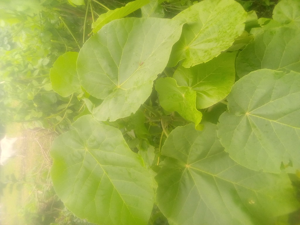 seedling
