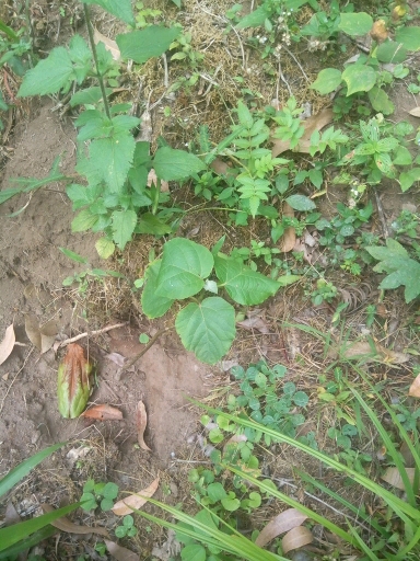 seedling