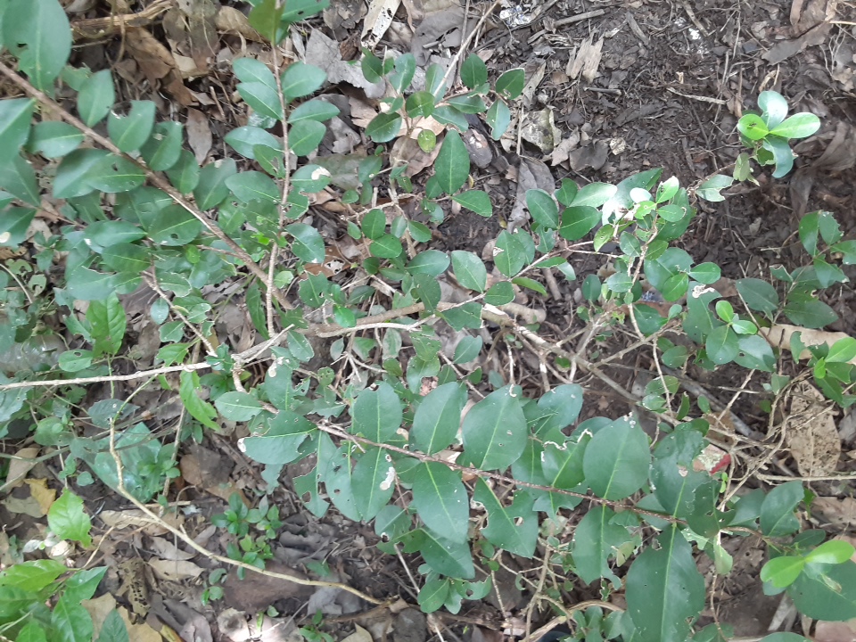 seedling