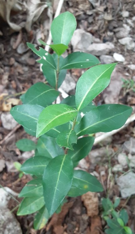 seedling