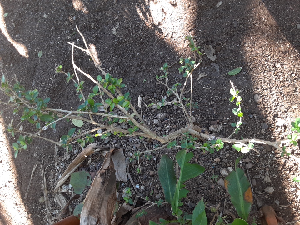 seedling