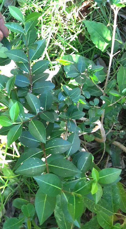 seedling