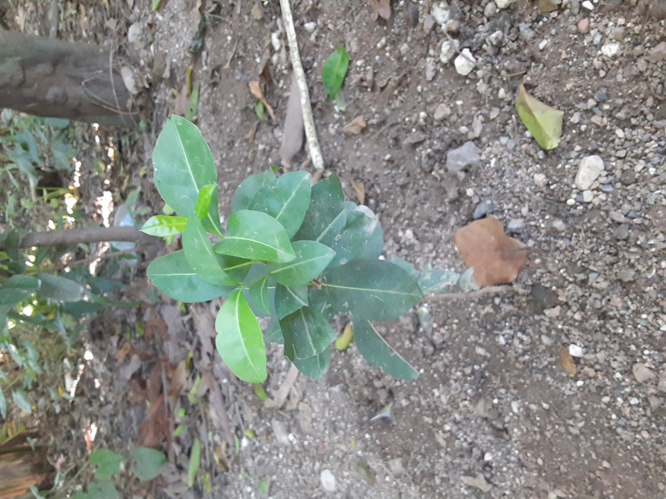 seedling