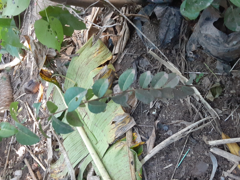 seedling