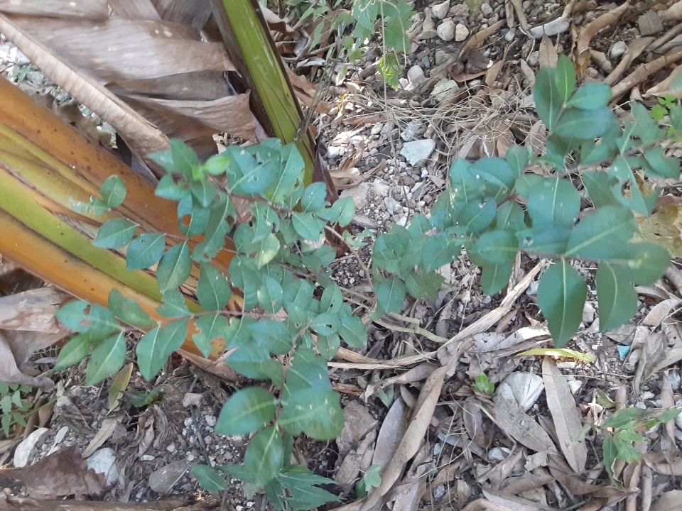 seedling