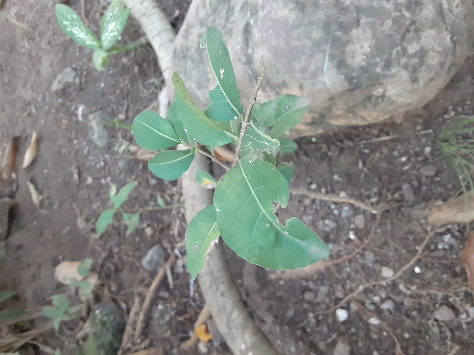 seedling