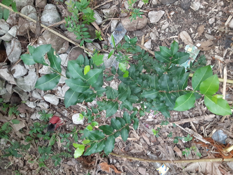 seedling