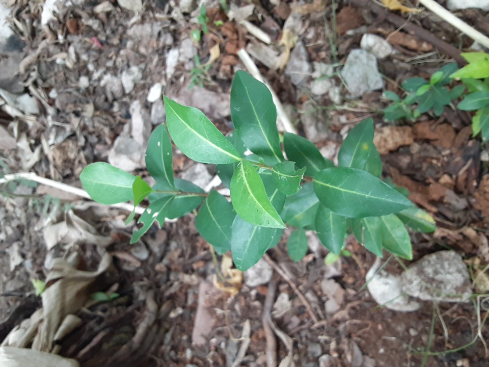 seedling