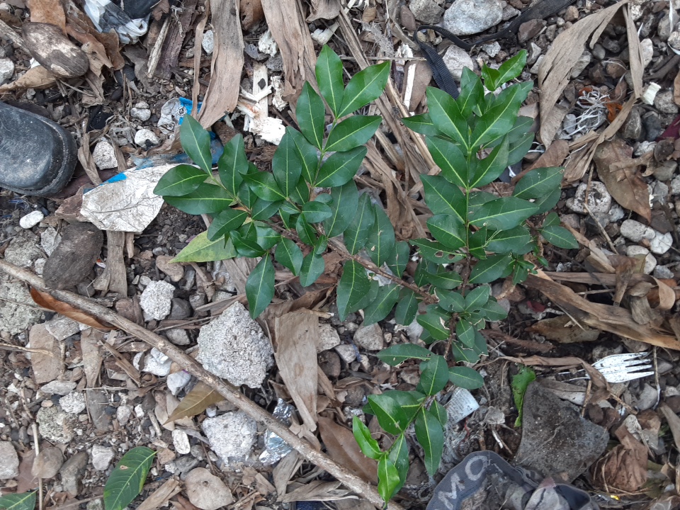 seedling