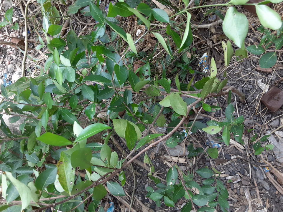 seedling