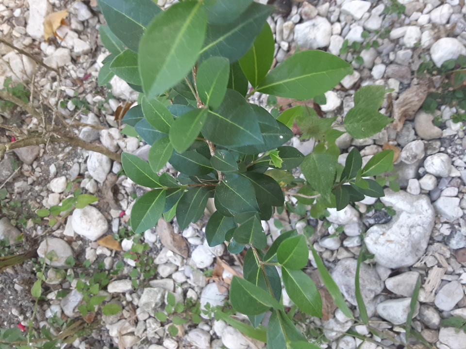 seedling