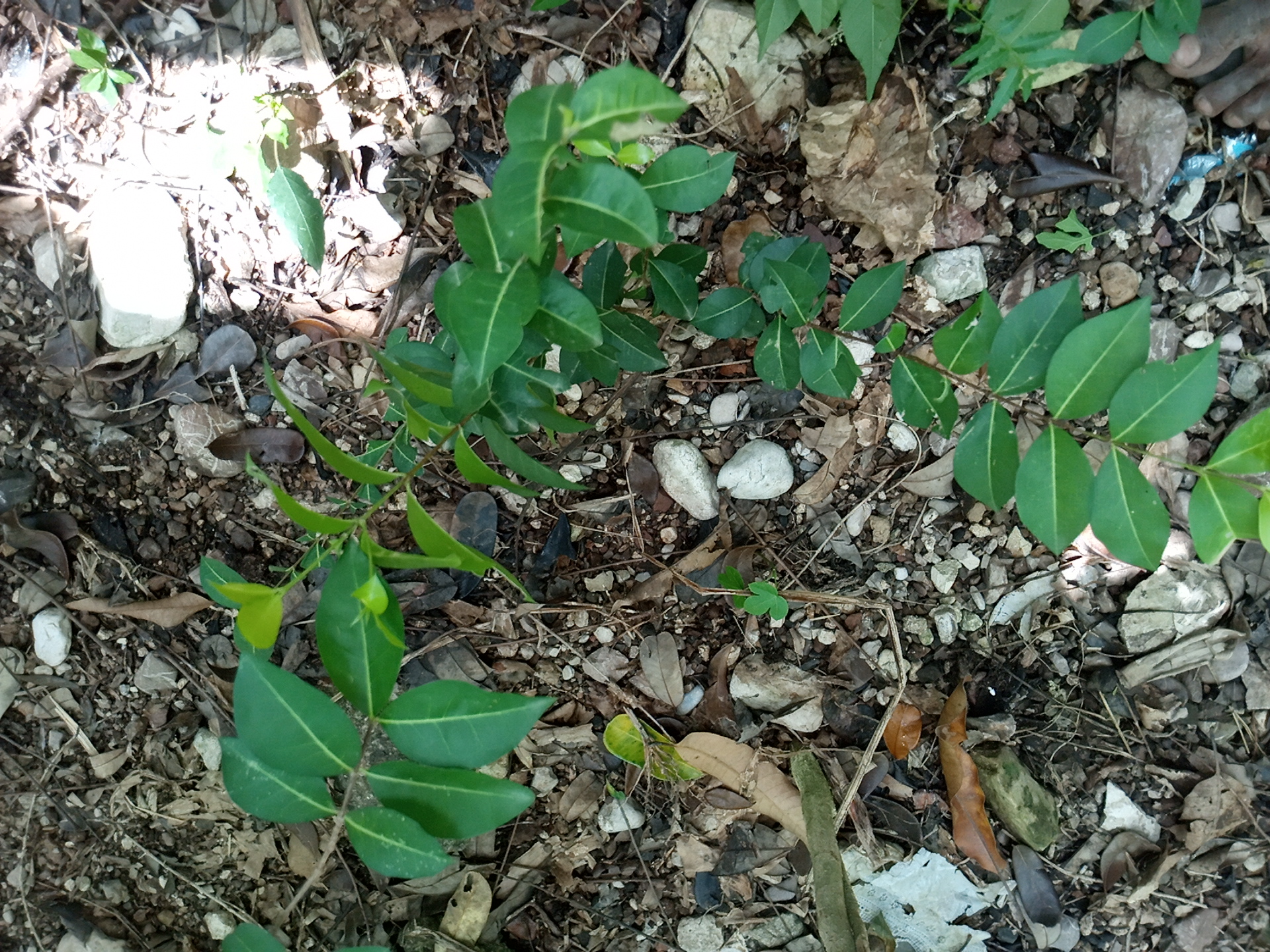 seedling