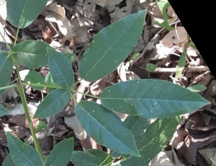 seedling