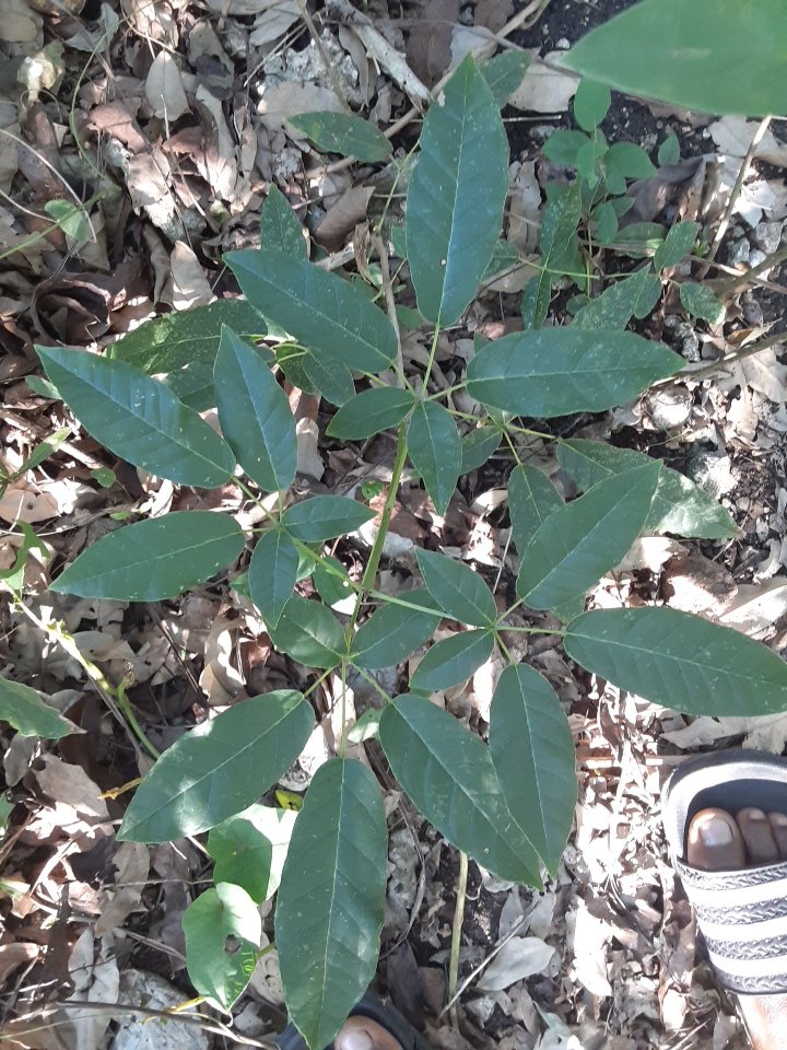 seedling