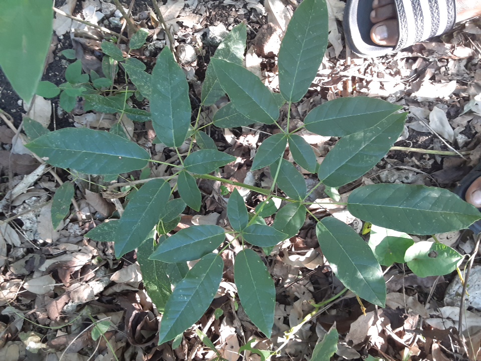 seedling