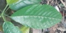 seedling
