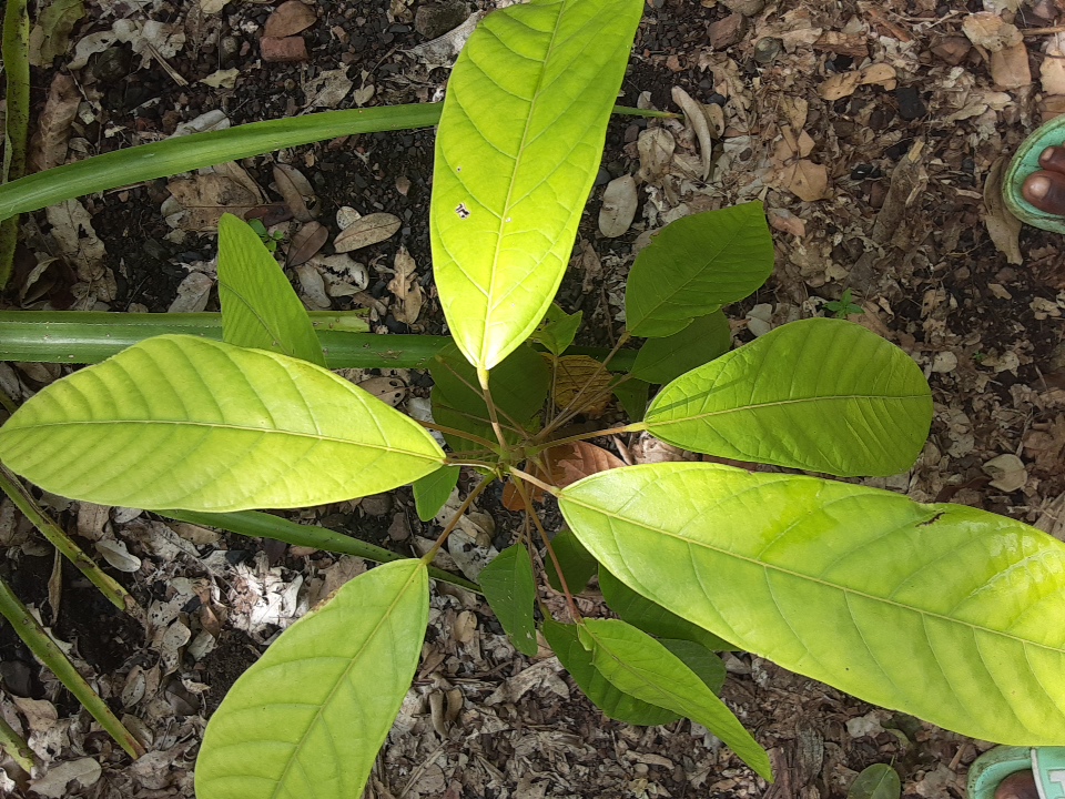 seedling