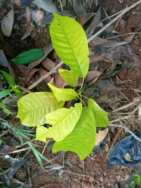 seedling