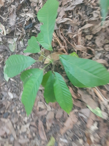 seedling
