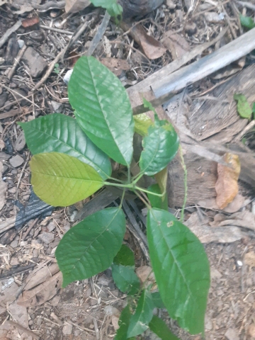 seedling