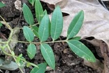seedling