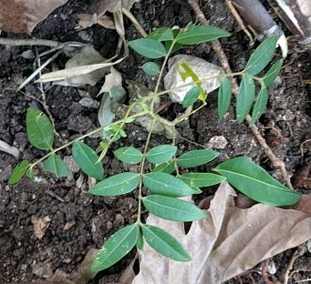 seedling