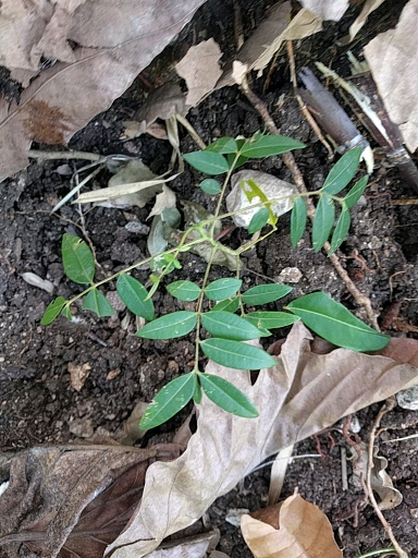 seedling
