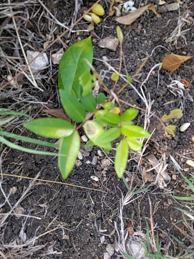 seedling