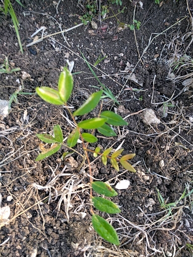 seedling