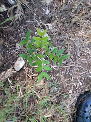 seedling