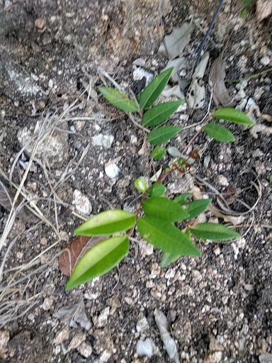 seedling