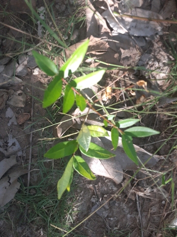 seedling