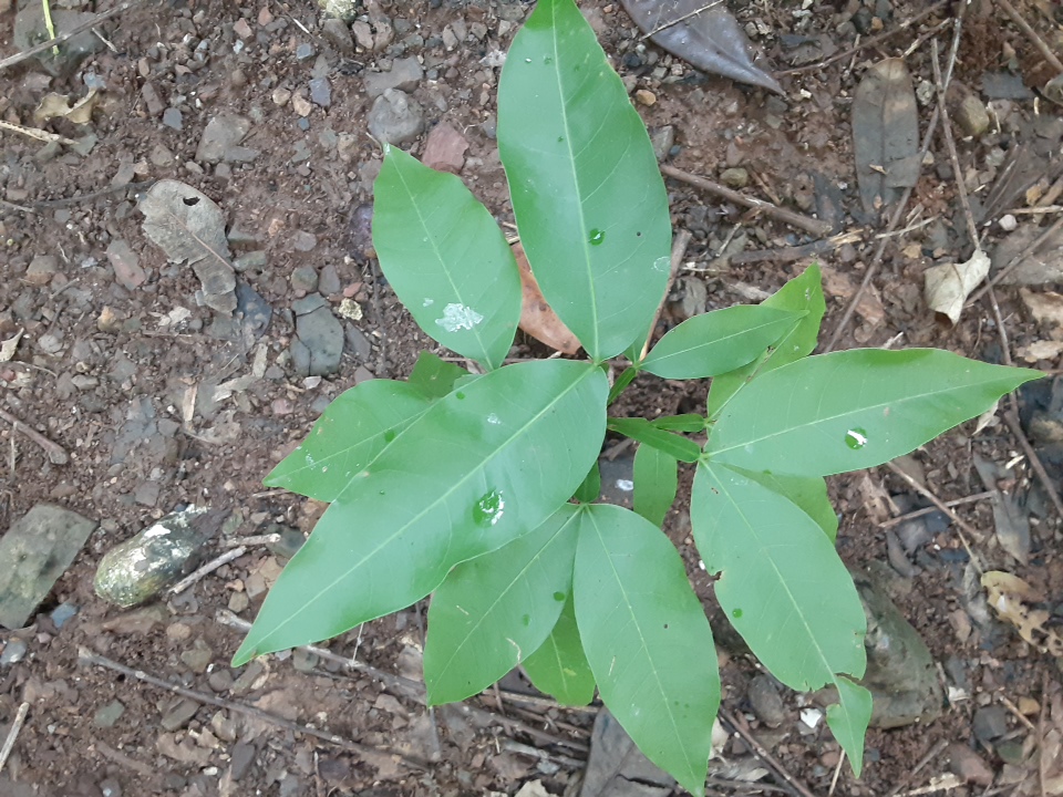 seedling
