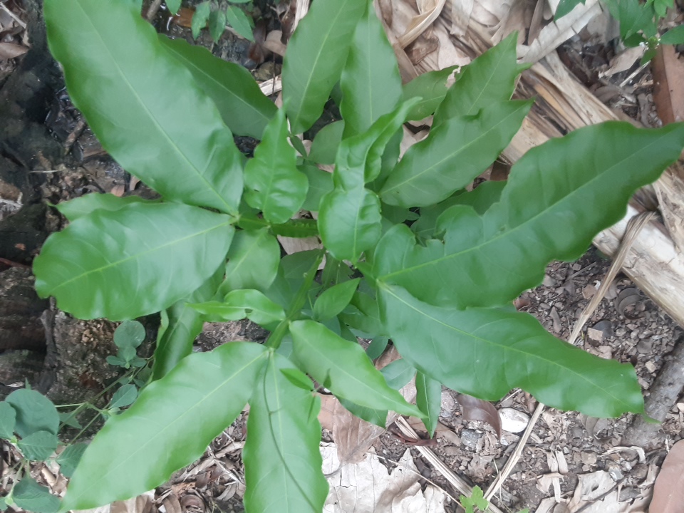 seedling