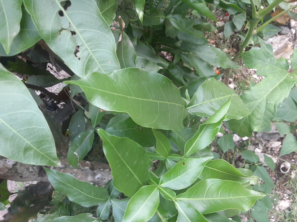 seedling
