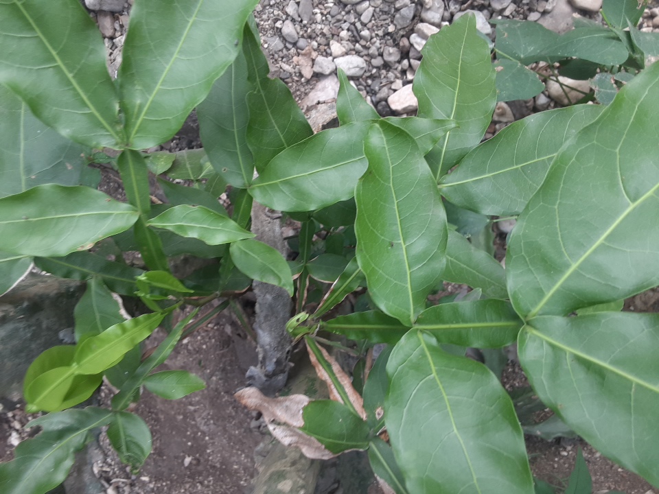 seedling