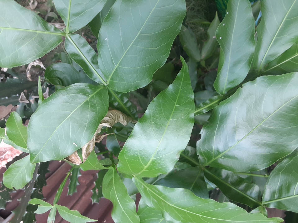 seedling