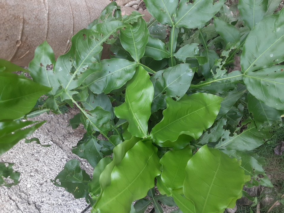 seedling