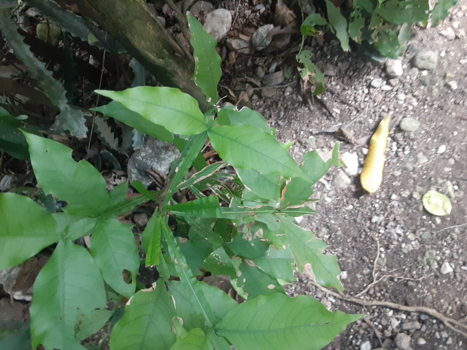 seedling