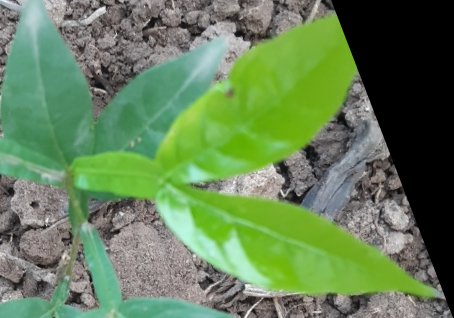 seedling